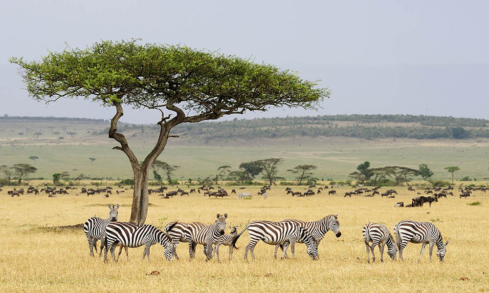 Safari-Touren: Erlebe das wilde Afrika hautnah Safari-Touren: Erlebe das wilde Afrika hautnah